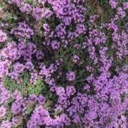 ヒメ日記 2025/05/19 11:39 投稿 きみか 完熟ばなな札幌・すすきの