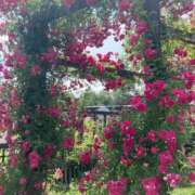 ヒメ日記 2025/05/19 14:55 投稿 きみか 完熟ばなな札幌・すすきの