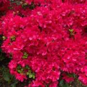 ヒメ日記 2025/05/22 09:49 投稿 きみか 完熟ばなな札幌・すすきの