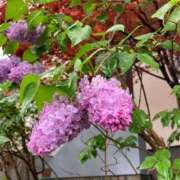 ヒメ日記 2025/05/23 11:11 投稿 きみか 完熟ばなな札幌・すすきの