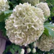 ヒメ日記 2025/05/23 23:29 投稿 きみか 完熟ばなな札幌・すすきの