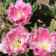 ヒメ日記 2025/06/08 06:59 投稿 きみか 完熟ばなな札幌・すすきの