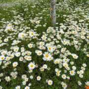 ヒメ日記 2025/06/17 09:34 投稿 きみか 完熟ばなな札幌・すすきの