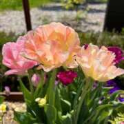 ヒメ日記 2025/06/18 10:44 投稿 きみか 完熟ばなな札幌・すすきの