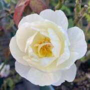 ヒメ日記 2025/06/19 09:09 投稿 きみか 完熟ばなな札幌・すすきの