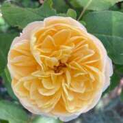 ヒメ日記 2025/06/21 10:29 投稿 きみか 完熟ばなな札幌・すすきの