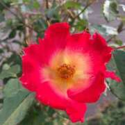 ヒメ日記 2025/06/22 08:09 投稿 きみか 完熟ばなな札幌・すすきの