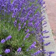 ヒメ日記 2025/06/27 09:36 投稿 きみか 完熟ばなな札幌・すすきの