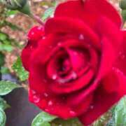 ヒメ日記 2025/06/29 08:09 投稿 きみか 完熟ばなな札幌・すすきの