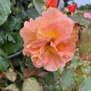 ヒメ日記 2025/07/06 08:10 投稿 きみか 完熟ばなな札幌・すすきの