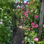 ヒメ日記 2025/07/09 09:59 投稿 きみか 完熟ばなな札幌・すすきの