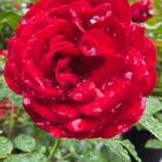 ヒメ日記 2025/07/18 10:46 投稿 きみか 完熟ばなな札幌・すすきの