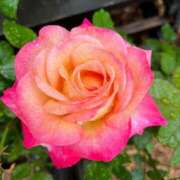 ヒメ日記 2025/07/27 10:20 投稿 きみか 完熟ばなな札幌・すすきの