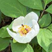 ヒメ日記 2025/07/31 12:43 投稿 きみか 完熟ばなな札幌・すすきの