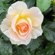 ヒメ日記 2025/08/01 10:29 投稿 きみか 完熟ばなな札幌・すすきの