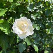 ヒメ日記 2025/08/05 08:56 投稿 きみか 完熟ばなな札幌・すすきの