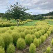 ヒメ日記 2025/08/11 01:49 投稿 きみか 完熟ばなな札幌・すすきの