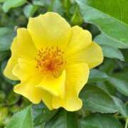 ヒメ日記 2025/08/30 10:29 投稿 きみか 完熟ばなな札幌・すすきの