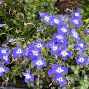 ヒメ日記 2025/09/10 10:29 投稿 きみか 完熟ばなな札幌・すすきの