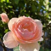 ヒメ日記 2025/09/10 10:33 投稿 きみか 完熟ばなな札幌・すすきの