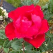 ヒメ日記 2025/09/11 20:49 投稿 きみか 完熟ばなな札幌・すすきの