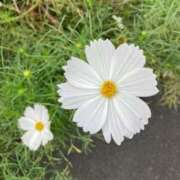 ヒメ日記 2025/09/15 10:09 投稿 きみか 完熟ばなな札幌・すすきの