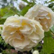 ヒメ日記 2025/10/13 08:41 投稿 きみか 完熟ばなな札幌・すすきの