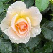 ヒメ日記 2025/10/15 21:39 投稿 きみか 完熟ばなな札幌・すすきの