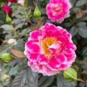 ヒメ日記 2025/10/30 10:39 投稿 きみか 完熟ばなな札幌・すすきの