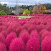 ヒメ日記 2025/10/31 19:49 投稿 きみか 完熟ばなな札幌・すすきの