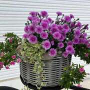 ヒメ日記 2025/11/23 22:29 投稿 きみか 完熟ばなな札幌・すすきの