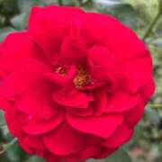 きみか ✨御礼✨ 完熟ばなな札幌・すすきの