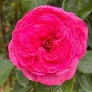 ヒメ日記 2026/02/10 10:19 投稿 きみか 完熟ばなな札幌・すすきの