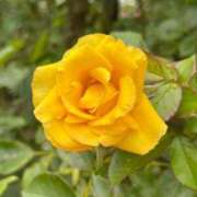 ヒメ日記 2026/03/12 08:29 投稿 きみか 完熟ばなな札幌・すすきの