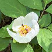 ヒメ日記 2026/03/14 09:59 投稿 きみか 完熟ばなな札幌・すすきの