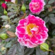 ヒメ日記 2026/03/15 09:54 投稿 きみか 完熟ばなな札幌・すすきの