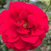 きみか ポカポカ☀️ 完熟ばなな札幌・すすきの