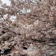 ヒメ日記 2026/04/25 22:49 投稿 きみか 完熟ばなな札幌・すすきの