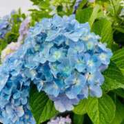 ヒメ日記 2025/06/12 10:40 投稿 宇原　なずな プルプル人妻専門店