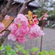 ヒメ日記 2024/03/24 23:51 投稿 恵梨(えり) グランドオペラ福岡