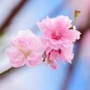 ヒメ日記 2025/03/12 08:21 投稿 恵梨(えり) グランドオペラ福岡