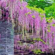 ヒメ日記 2025/04/22 07:51 投稿 恵梨(えり) グランドオペラ福岡