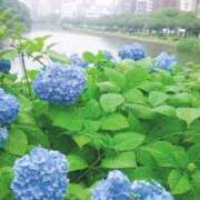 ヒメ日記 2025/06/11 08:21 投稿 恵梨(えり) グランドオペラ福岡