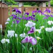 ヒメ日記 2025/06/27 13:02 投稿 恵梨(えり) グランドオペラ福岡