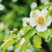 ヒメ日記 2025/07/15 20:51 投稿 恵梨(えり) グランドオペラ福岡