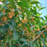 ヒメ日記 2025/10/17 11:53 投稿 恵梨(えり) グランドオペラ福岡