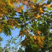 ヒメ日記 2025/11/21 08:01 投稿 恵梨(えり) グランドオペラ福岡