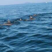 ヒメ日記 2025/01/10 09:55 投稿 さちる ロイヤル土佐