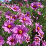 ヒメ日記 2026/09/14 06:16 投稿 芦原ももこ(あしはらももこ) 神戸妻キャッスル店
