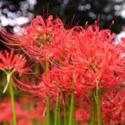ヒメ日記 2026/09/22 18:51 投稿 芦原ももこ(あしはらももこ) 神戸妻キャッスル店